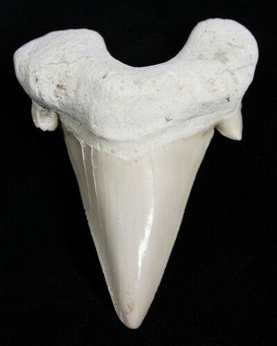 High Quality Otodus Fossil Shark Tooth #2222